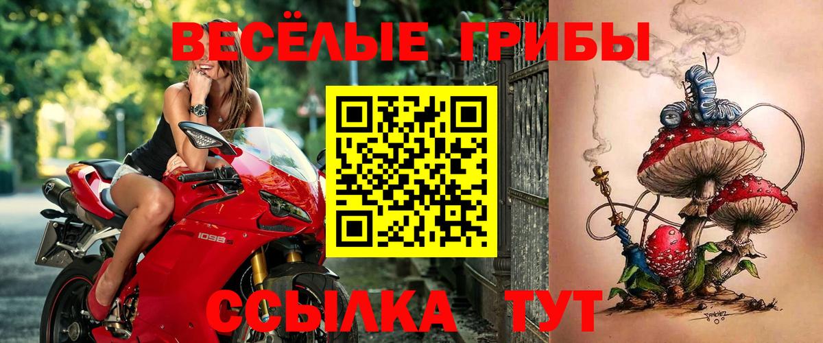 Галлюциногенные грибы Psilocybe Касимов